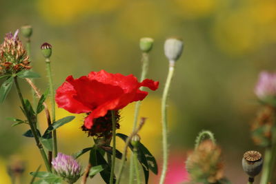 Close-up of red flowering plant