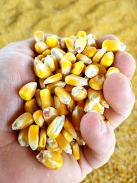 Close-up of hand holding corn seeds