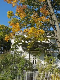 Low angle view of tree by building against sky