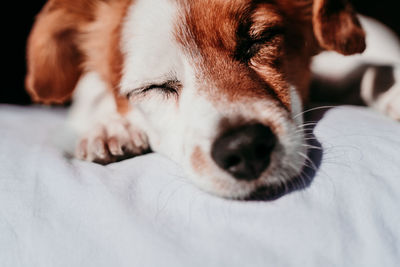 Close-up of dog sleeping on bed