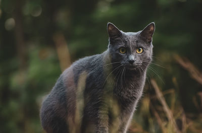 Portrait of a cat looking away