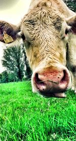 Cow grazing on grassy field