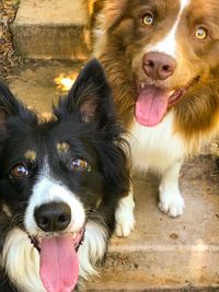 Portrait of dog sticking out tongue