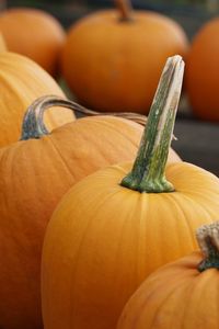 Close-up of pumpkin pumpkins at market