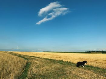 View of sheep on field against sky