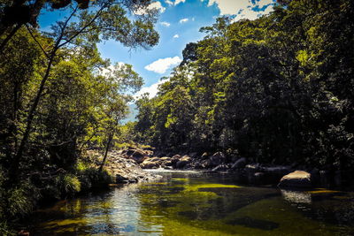 River amidst trees in forest against sky