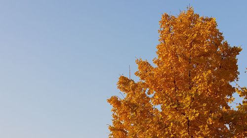 Low angle view of tree against clear sky