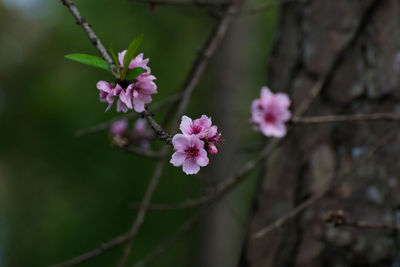 Close-up of pink cherry blossoms in spring