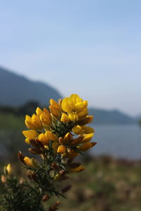 Close-up of yellow flowering plant