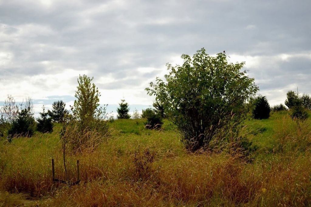 sky, grass, cloud - sky, field, tree, landscape, cloudy, tranquil scene, tranquility, growth, grassy, cloud, green color, nature, scenics, beauty in nature, rural scene, day, overcast, non-urban scene