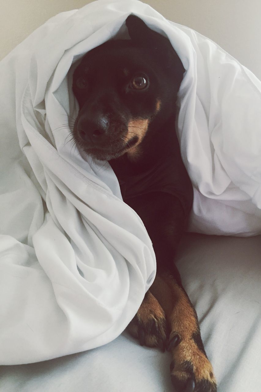 DOG SITTING ON BED