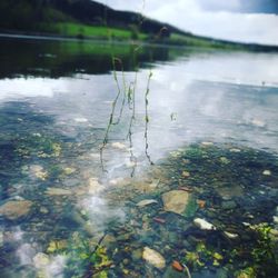 Reflection of tree in lake