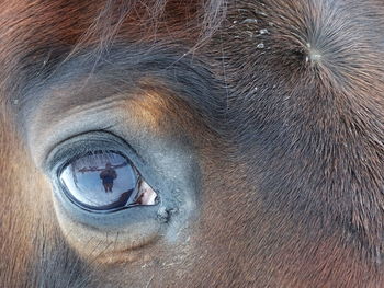 Close-up of horse