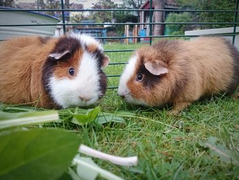 Close-up of guinea pigs on grass