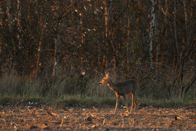 Deer standing in a forest