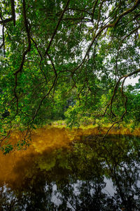 Trees by lake in forest