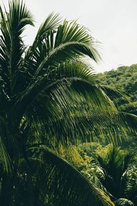 Low angle view of palm tree against sky