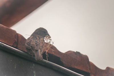 Close-up of insect on a car