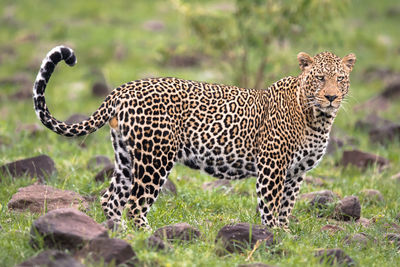 View of a cat on field