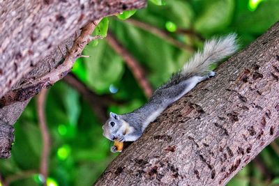 Close-up of squirrel on tree trunk