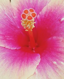 Full frame shot of pink flower