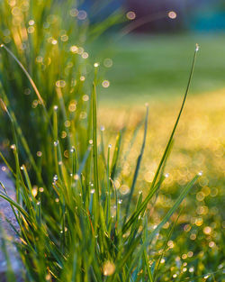 Close-up of grass