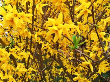 Close-up of yellow flowering plant