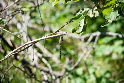 Close-up of leaves on branch