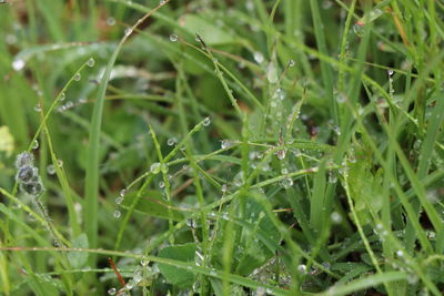 Full frame shot of wet grass