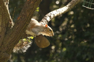 Close-up of squirrel on tree