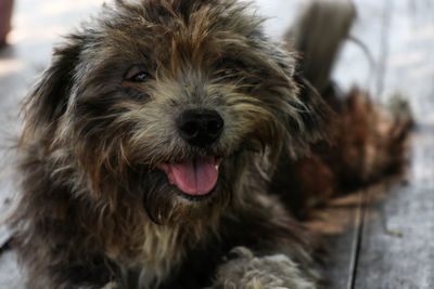 Close-up portrait of dog