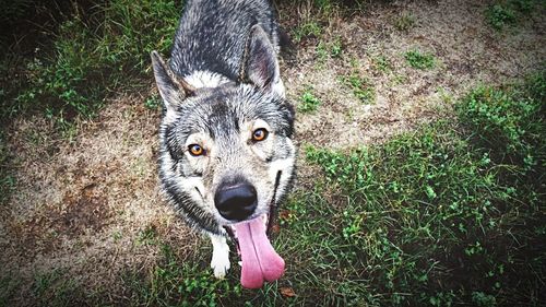 High angle portrait of a dog on field