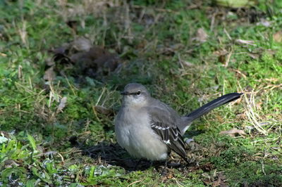 Close-up of duck on field
