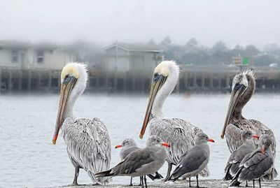 Close-up of birds in lake