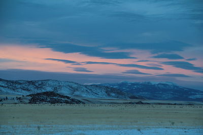 A field filled with elk as the sunsets on a winter day.