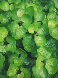 Full frame shot of leaves