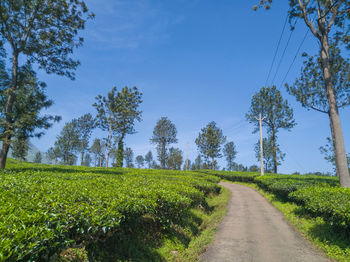 Empty road amidst trees on field against sky in wayanad, kerala