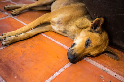 High angle view of dog sleeping