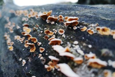 Close-up of lichen growing on tree trunk