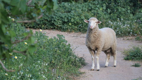 Sheep standing in a field