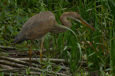 Bird perching on leaf