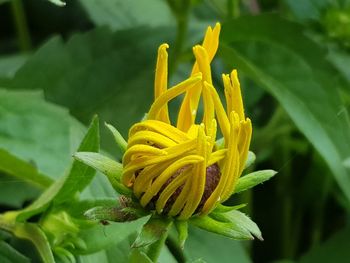 Close-up of yellow flowering plant