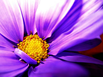 Close-up of purple flower