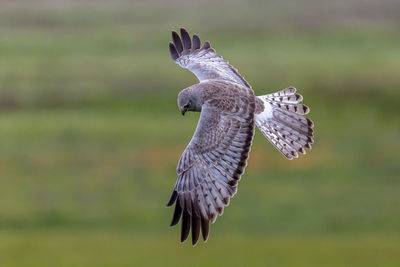 Male northern harrier hawk in flight