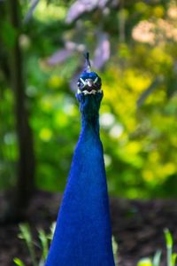 Close-up of a peacock