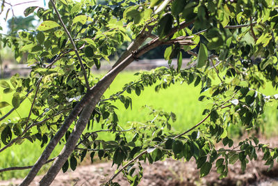 Close-up of leaves growing on tree