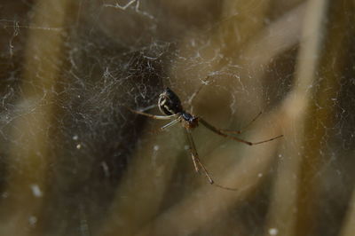 Close-up of spider on web