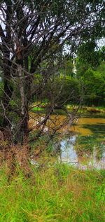 Scenic view of lake in forest