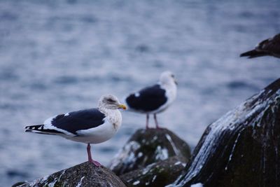 Close-up of seagull perching on rock by sea against sky