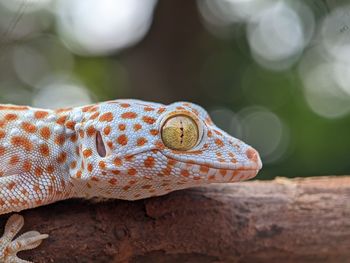 Close-up of a lizard